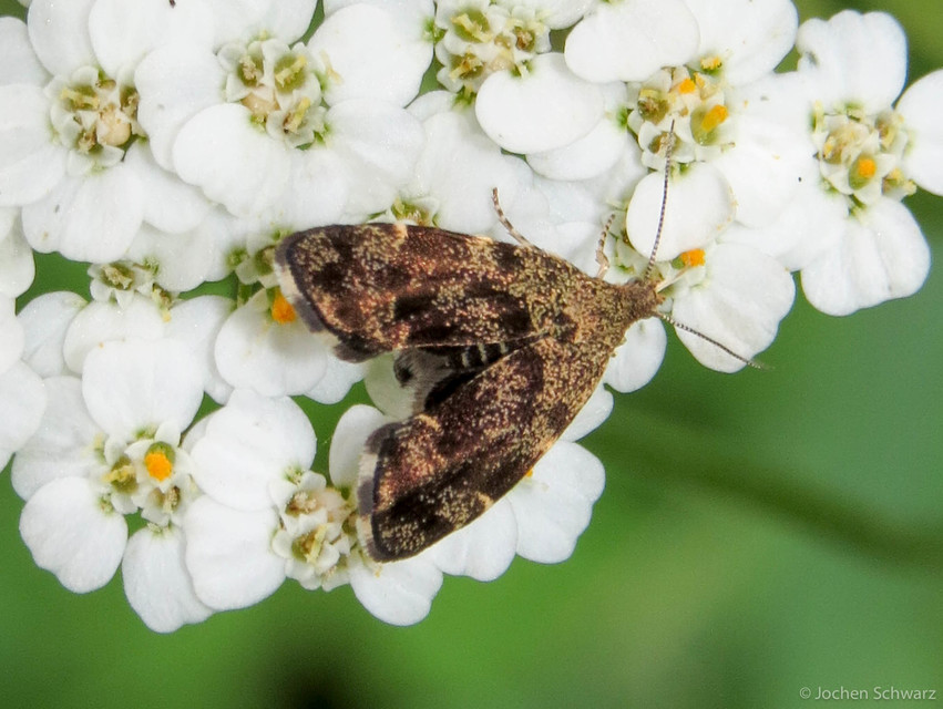 Anthophila fabriciana - lápréti levélmoly