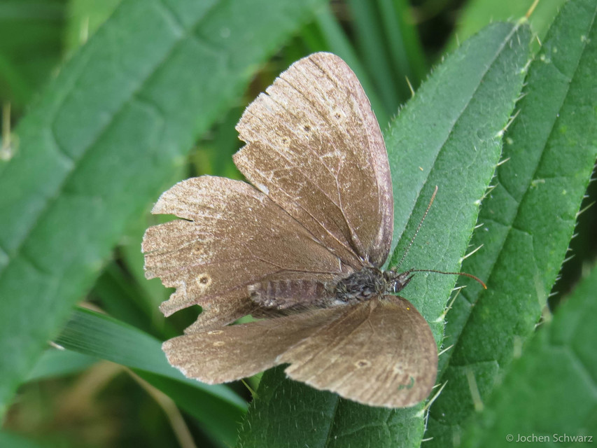 Aphantopus hyperanthus - közönséges ökörszemlepke