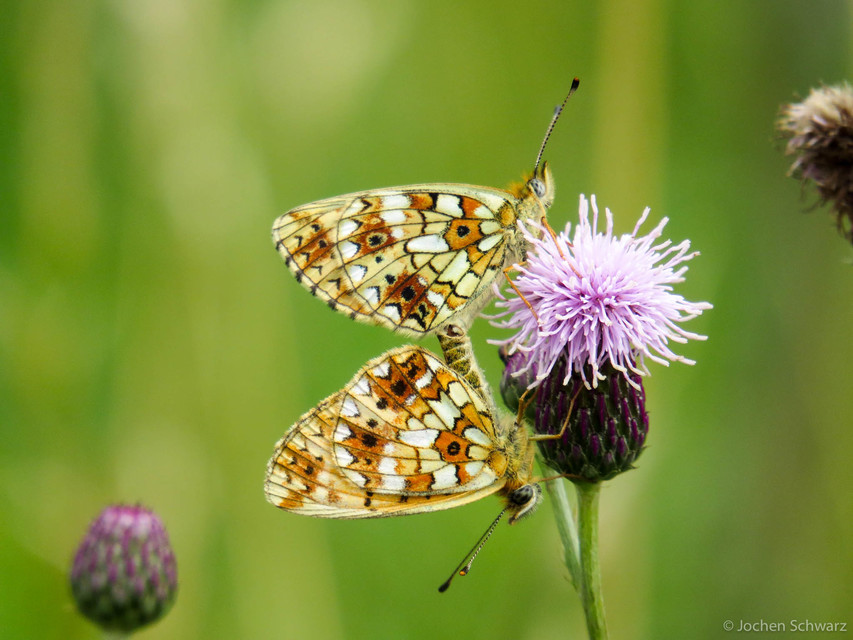 Boloria selene - fakó gyöngyházlepke