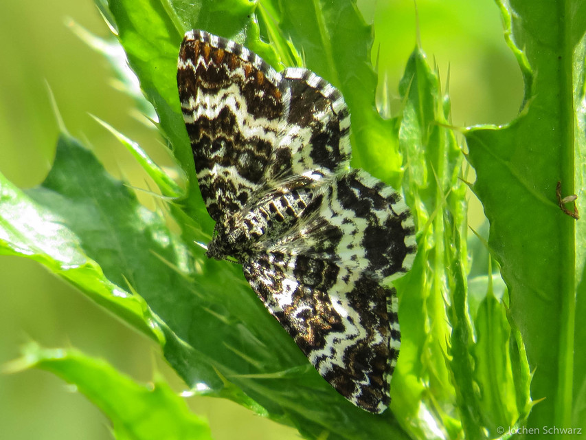 Epirrhoe tristata - gyászos tarkaaraszoló