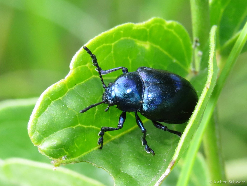 Chrysochus asclepiadeus - tündöklő méreggyiloklevelész