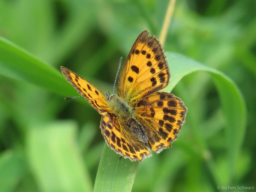 Lycaena virgaureae - arany-tűzlepke
