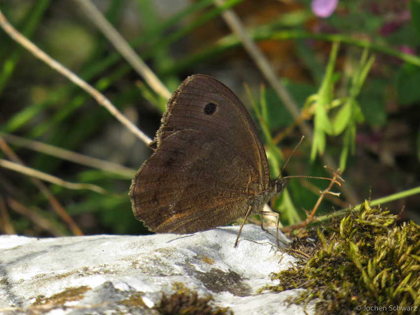 Minois dryas - fekete szemeslepke