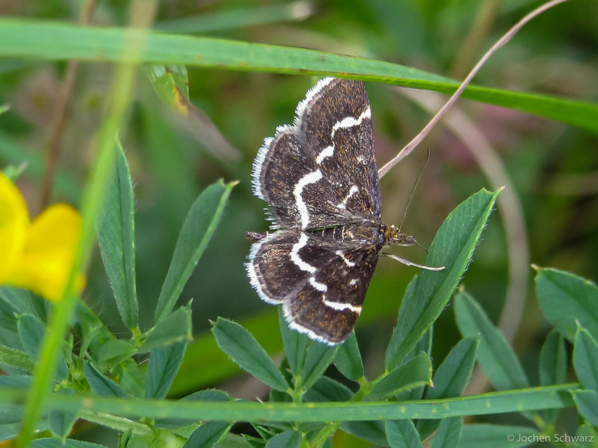 Pyrausta nigrata - fehérpettyes kormosmoly