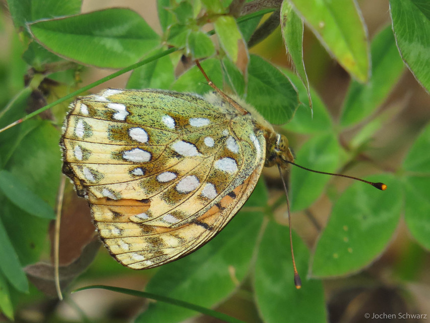 Argynnis aglaja - kerekfoltú gyöngyházlepke