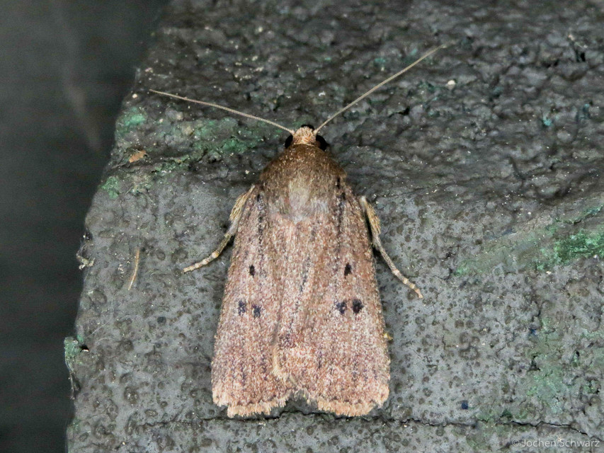 Amphipyra tragopoginis - bakszakállbagoly