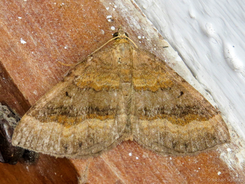 Scotopteryx chenopodiata - libatop-araszoló