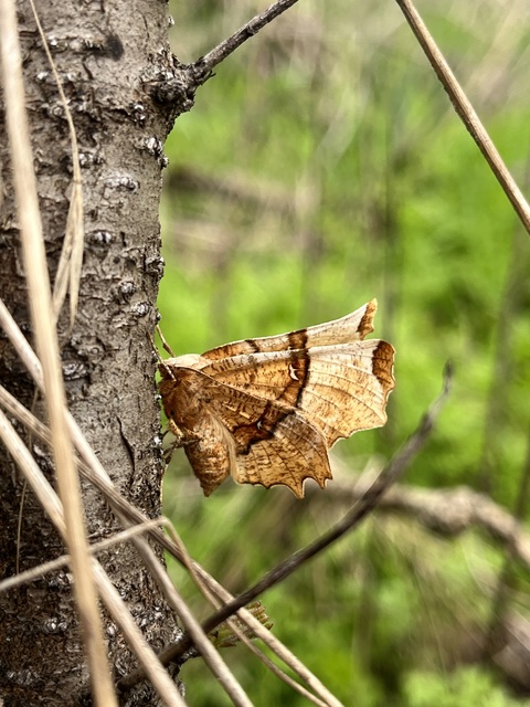 Selenia lunularia - egyfoltos holdasaraszoló