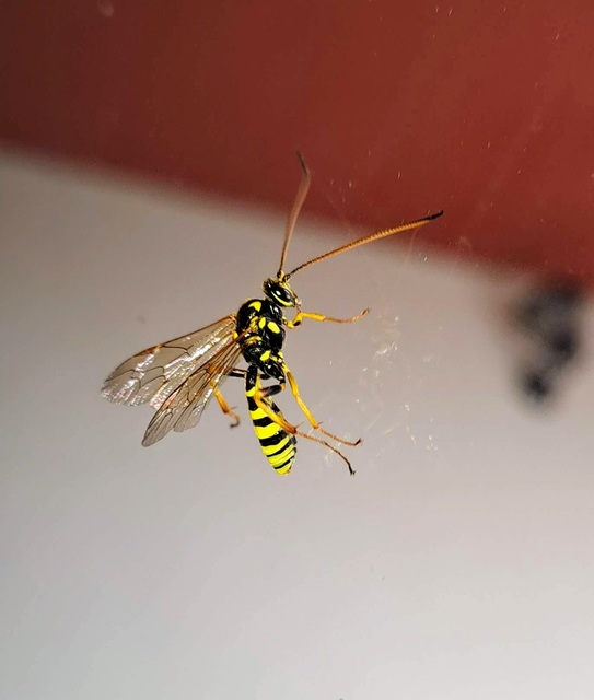 Hymenoptera - Hártyásszárnyúak