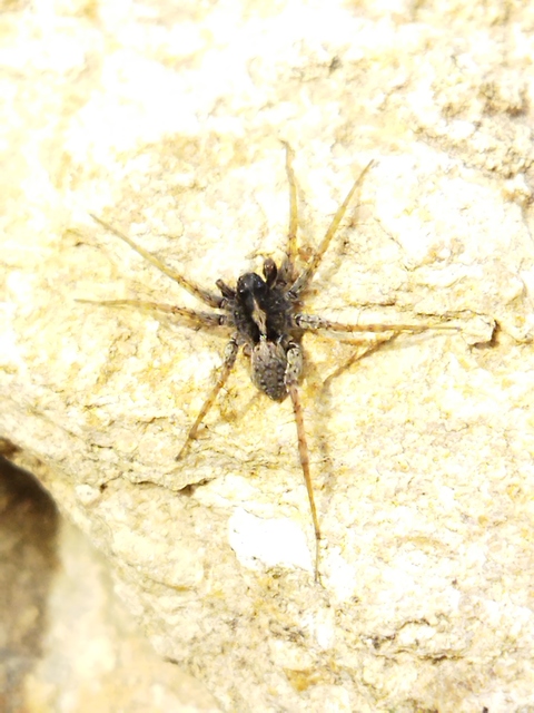 Pardosa alacris/lugubris