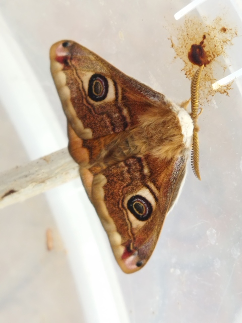 Saturnia pavoniella/pavonia