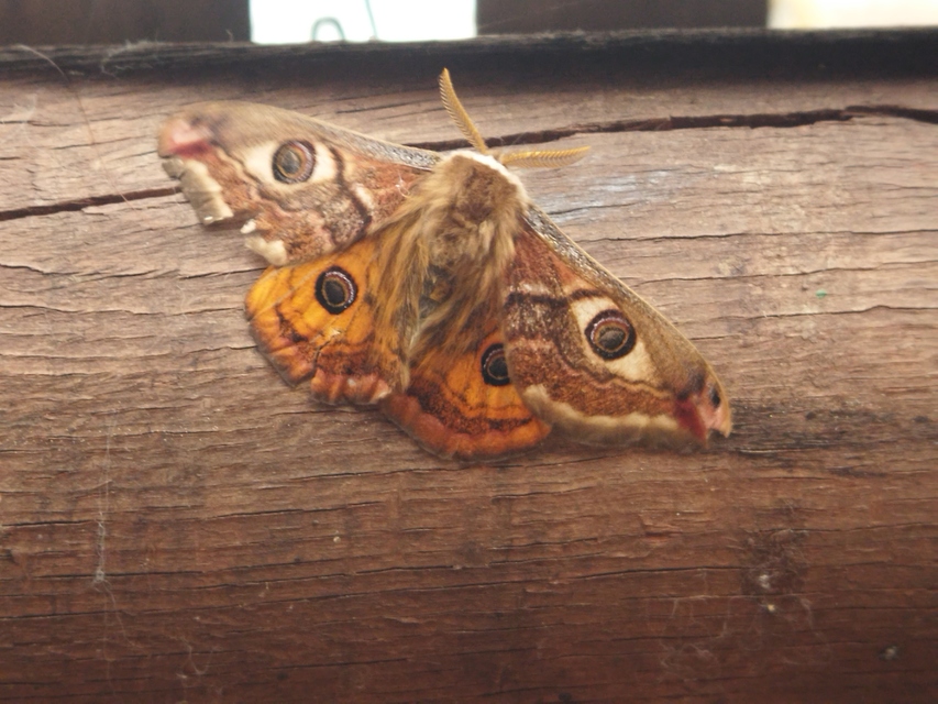 Saturnia pavoniella/pavonia