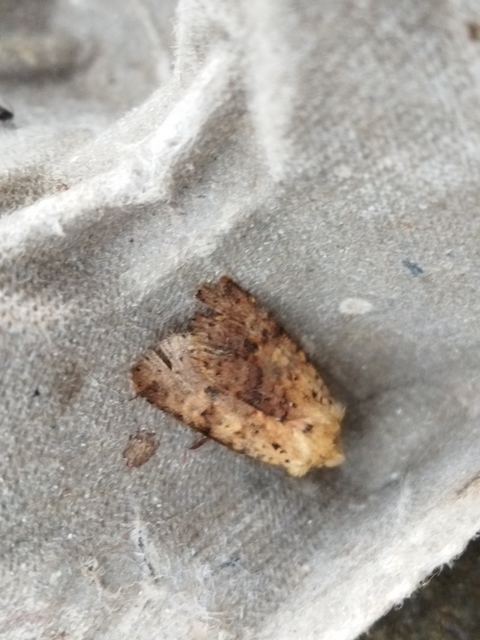 Conistra rubiginea - vörös őszibagoly