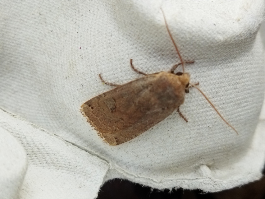 Conistra erythrocephala - vörösfejű őszibagoly