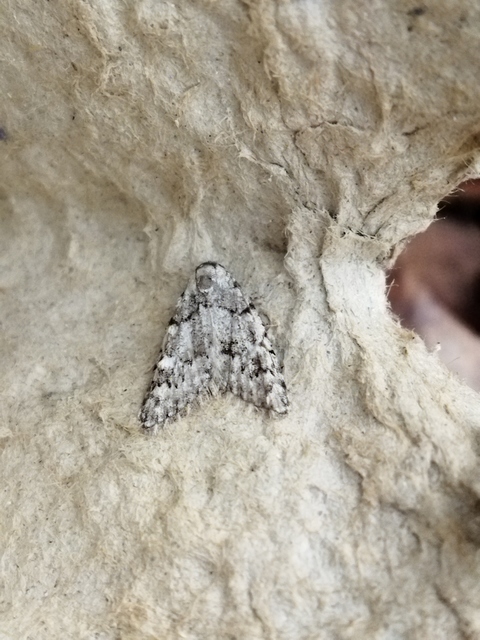 Nola cicatricalis - szürke pamacsosszövő