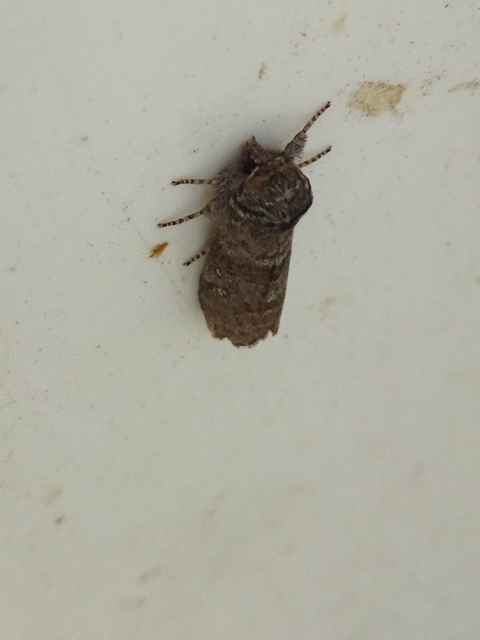 Asphalia ruficollis - vörösnyakú pihésszövő