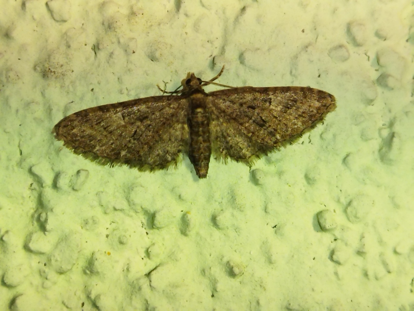 Eupithecia abbreviata - korai törpearaszoló