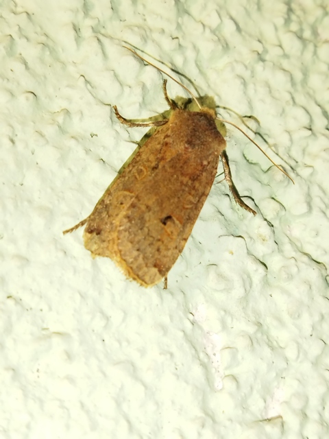 Conistra erythrocephala - vörösfejű őszibagoly