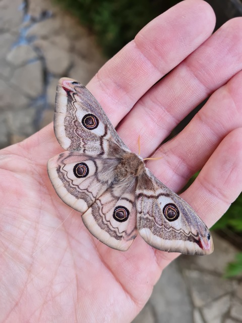 Saturnia pavoniella/pavonia