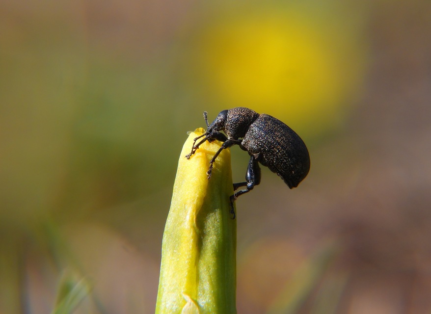 Otiorhynchus ligustici - vincellér-gyalogormányos