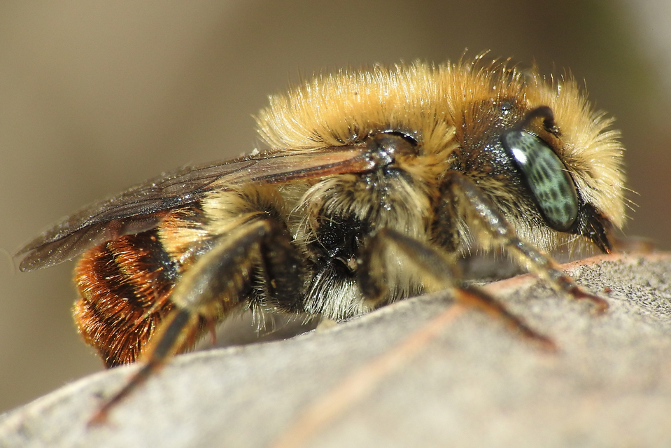 Osmia aurulenta - csigalakó faliméh