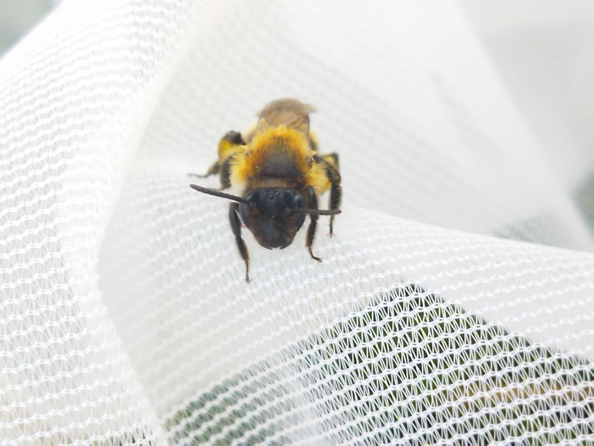Andrena