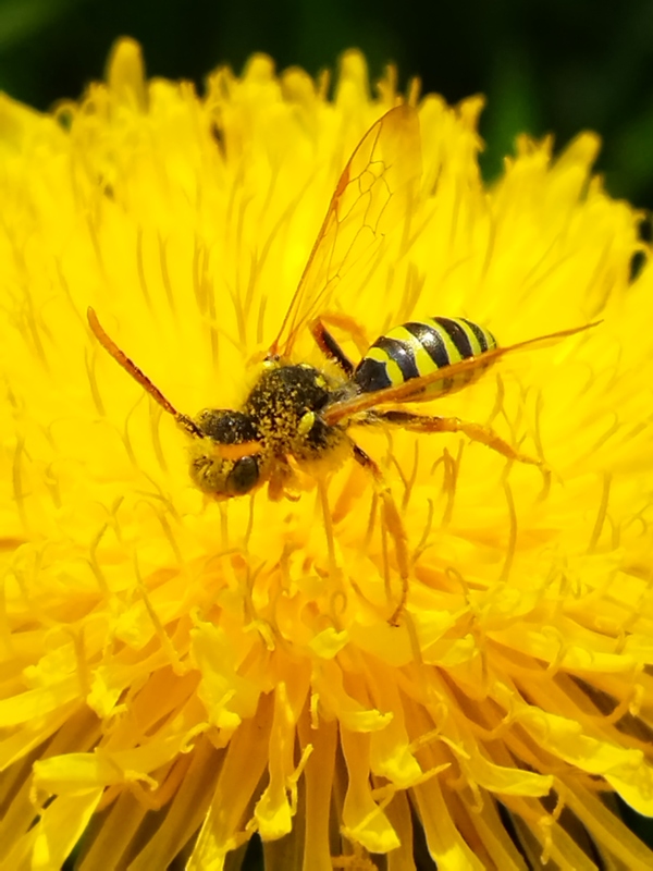 Nomada succincta