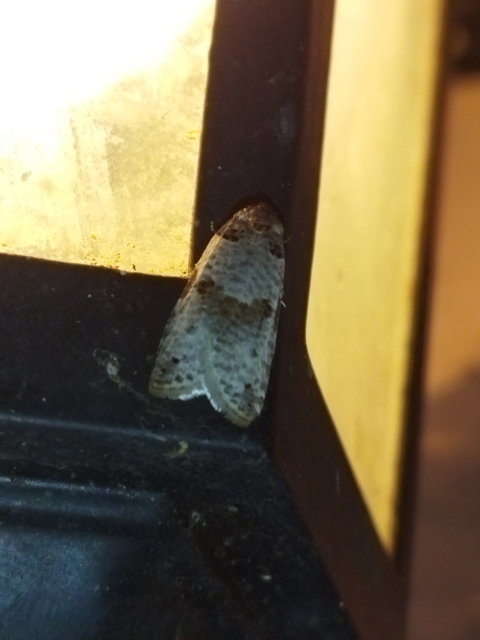 Pseudeulia asinana - korai sodrómoly