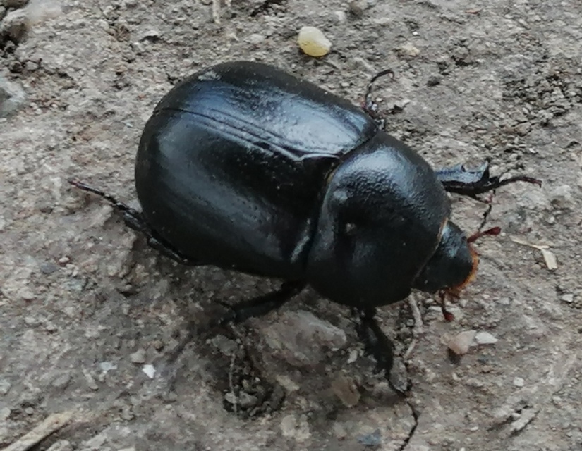 Pentodon idiota - butabogár