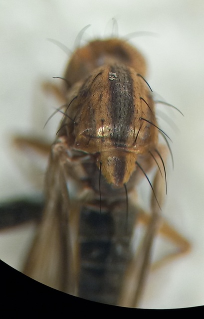 Opomyza germinationis