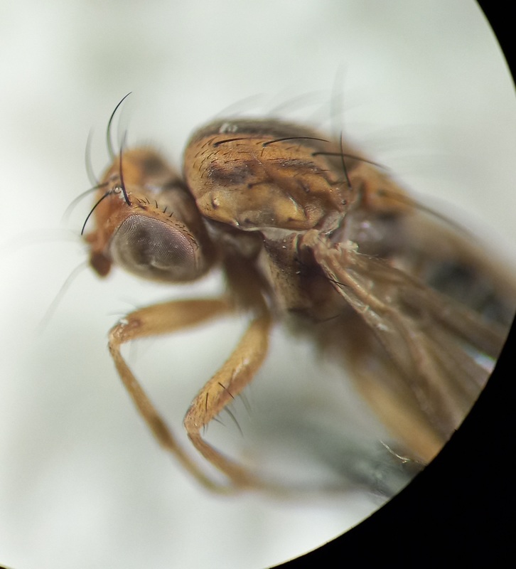 Opomyza germinationis