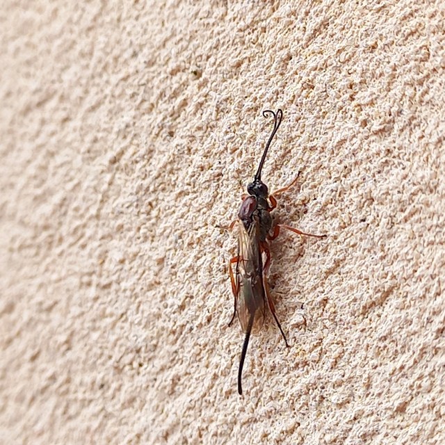 Earinus elator