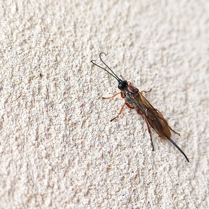 Earinus elator