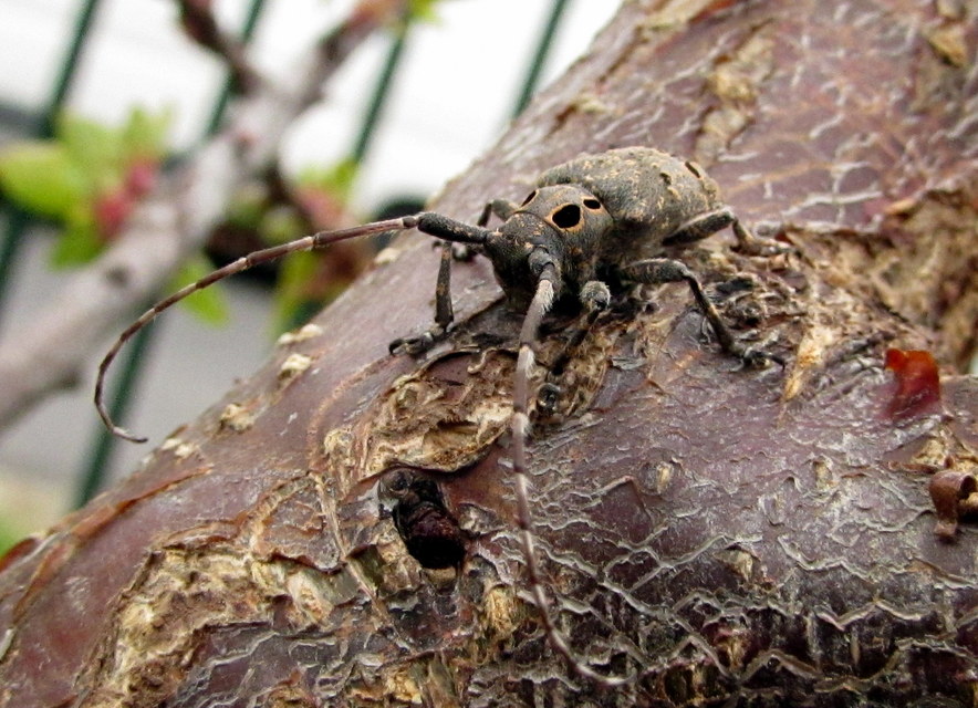 Mesosa curculionoides - szemfoltos cincér