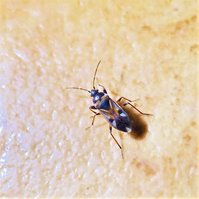 Raglius alboacuminatus - tarka díszesbodobács
