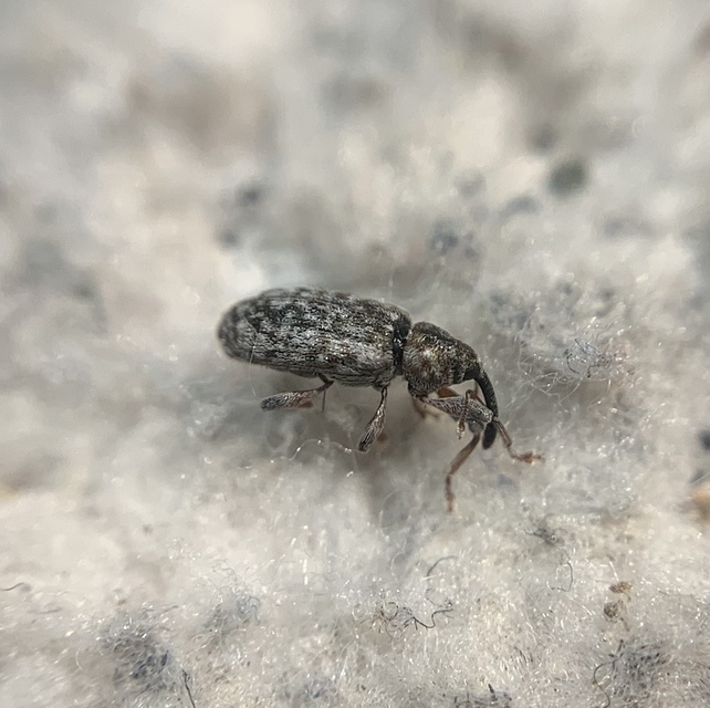 Dorytomus suratus - sárgalábú hangormányos
