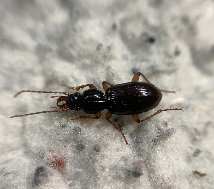 Stomis pumicatus - kaszásfutó