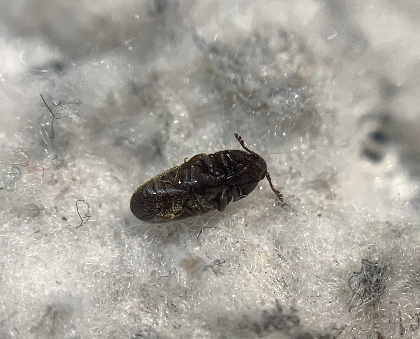 Aulonothroscus brevicollis - kerekszemű merevbogár