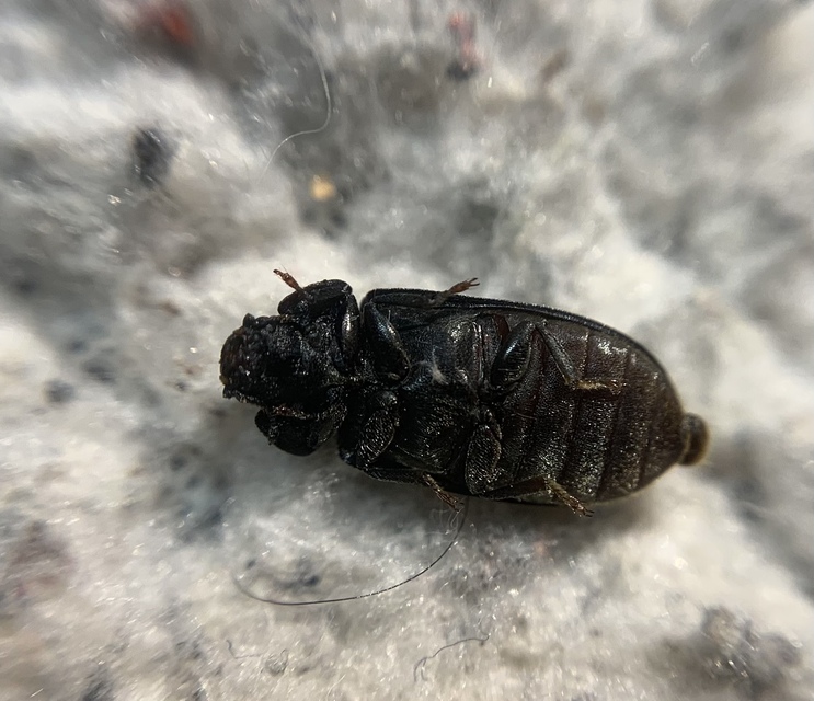 Grynocharis oblonga - hosszúkás korongbogár