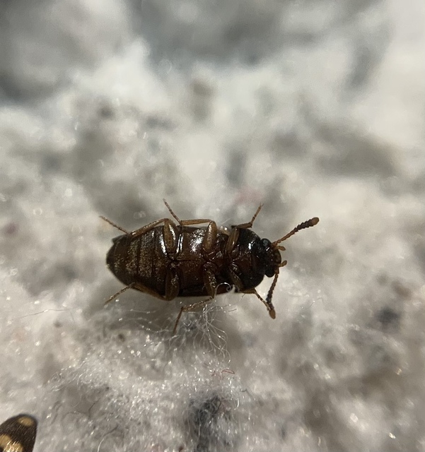 Mycetophagus piceus - hegyi gombabogár
