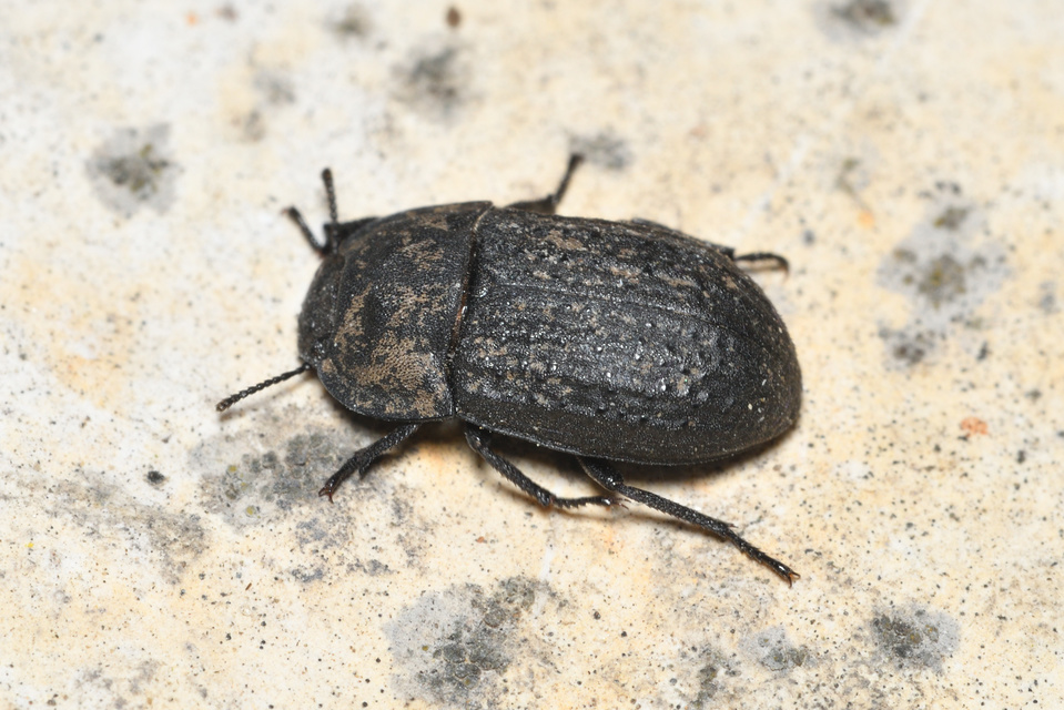Opatrum sabulosum - sároshátú gyászbogár