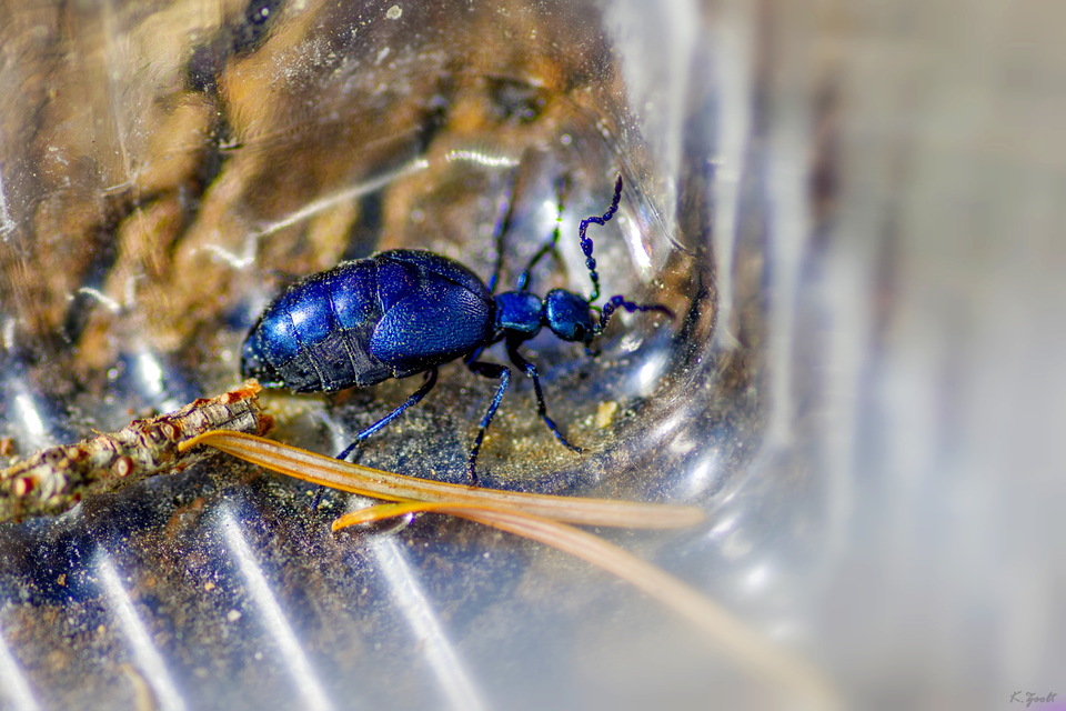Meloe violaceus - kék nünüke