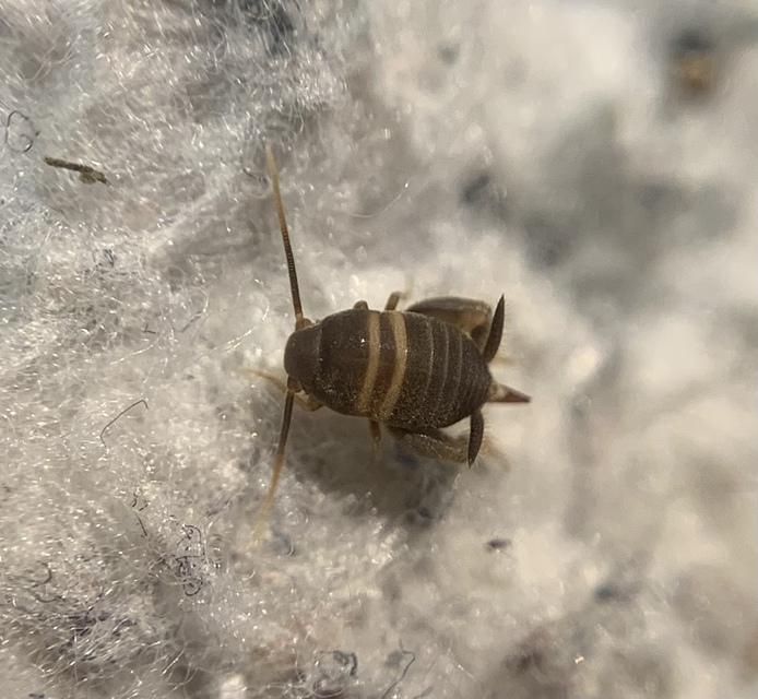 Myrmecophilus acervorum - közép-európai hangyásztücsök