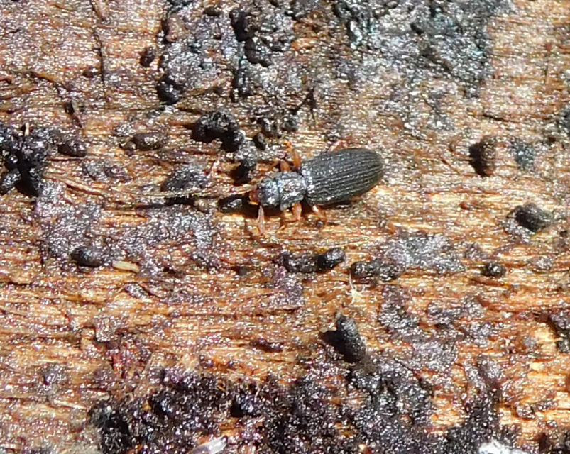 Uleiota planatus - hosszúcsápú fogasnyakú-lapbogár