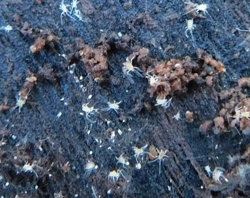 Eupodidae