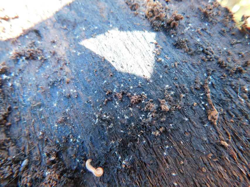 Eupodidae Eupodidae