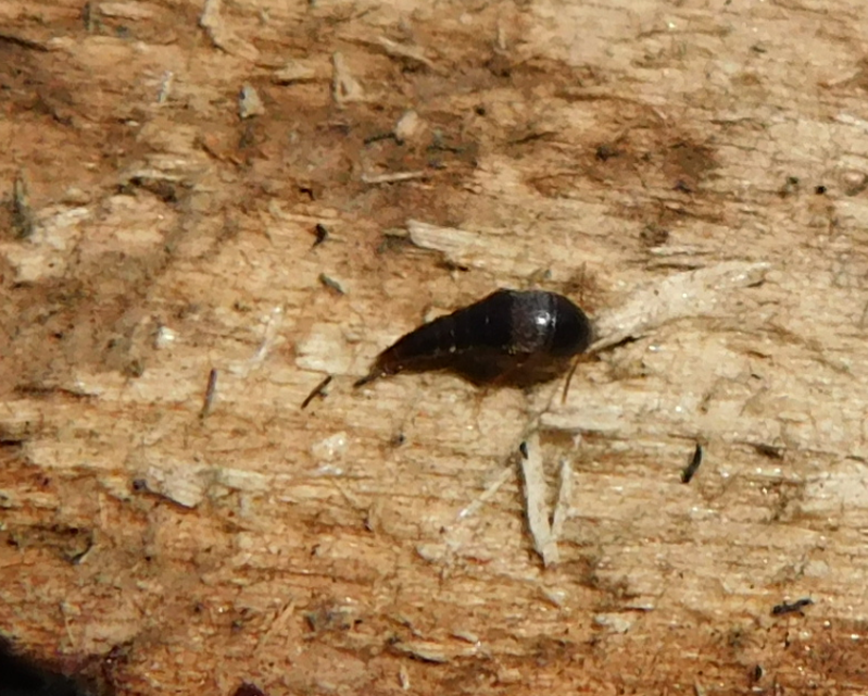Sepedophilus Sepedophilus