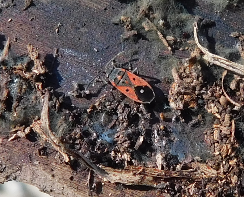 Melanocoryphus albomaculatus - nagy fehérfoltos-bodobács