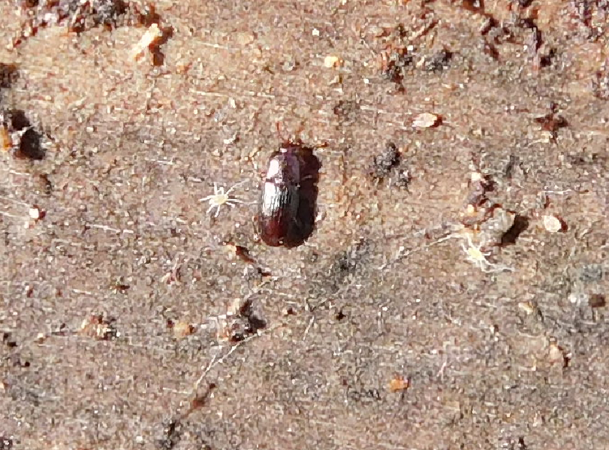 Cerylonidae - kéregbogárfélék Cerylonidae - kéregbogárfélék