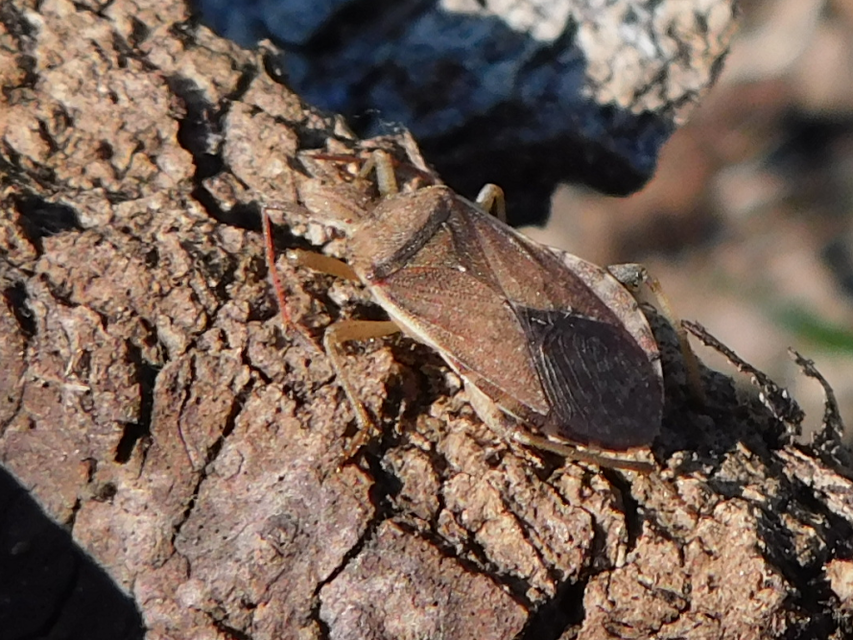 Ceraleptus